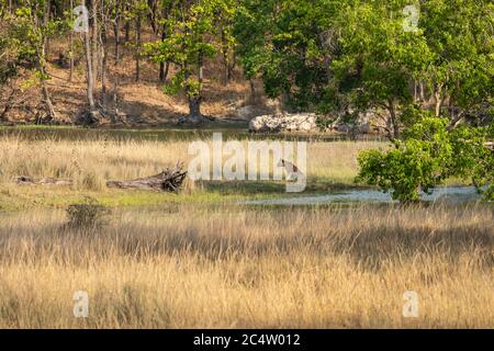 tigre sauvage mâle dans un paysage serein du parc national bandhavgarh ou réserve de tigres madhya pradesh inde - panthera tigris Banque D'Images