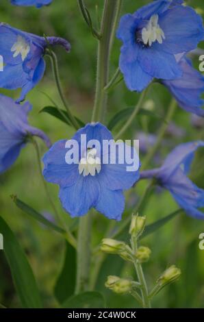 Fontaine magique de Delphinium dans le jardin. Collection de delphinium double fleur bleue Banque D'Images