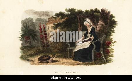 Tortue des animaux avec son bienfaiteur de 30 ans, une vieille dame, dans un jardin clos près de Lewes, Sussex. D’une anecdote sur l’histoire naturelle de Selborne de Gilbert White. Blanc a adopté la tortue en 1780. Testudo graeca. Gravure en copperplate de couleur main du Cabinet du naturaliste du révérend Thomas Smith, ou esquisses intéressantes d’histoire animale, Albion Press, James Cundee, Londres, 1806. Smith, fl. 1803-1818, est un auteur et rédacteur de livres sur l'histoire naturelle, la religion, la philosophie, l'histoire ancienne et l'astronomie. Banque D'Images