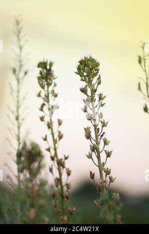 Plantation biologique dans le champ. Les plantes sont cultivées à partir de graines. Delphinium, rapaseeds séchés. Concept d'agriculture de Delphinium. Banque D'Images