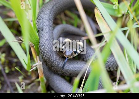 Gros plan de la petite couleuvre à herbe dans un habitat naturel dans la posture de défense, Natrix natrix, faune européenne, République tchèque Banque D'Images