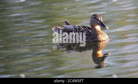 Canard mallade femelle, Anas platyrhynchos en latin, nagé dans l'eau / lac / étang / rivière. Banque D'Images