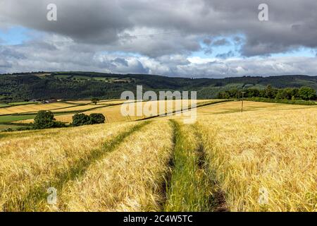 Devon, coucher de soleil, champ agricole, Agriculture, orge, Beauté dans la nature, plante céréalière, récolte - plante, cultivée, Dusk, ferme, Banque D'Images