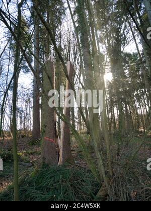 Le reste inférieur d'un tronc d'arbre qui montre une fissure du milieu au sol - causée par des dommages causés par la tempête. Banque D'Images