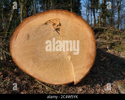 Vue avant d'un arbre abattu avec des anneaux et des fissures annuels, qui sont formés de l'intérieur vers l'extérieur. Banque D'Images