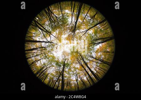 Vue sur les fisieux depuis le sol des bois vers les feuilles automnales et la canopée au-dessus de la tête, Hampshire, Royaume-Uni. Banque D'Images