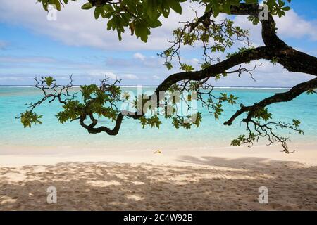 Hêtre du Pacifique Sud sur l'île de Rarotonga avec arbres suspendus. Banque D'Images