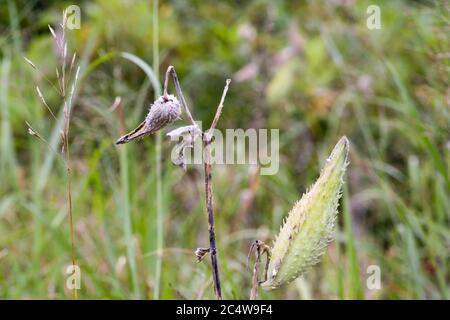 L'asclépiade commune (Asclepias syriaca) pod Banque D'Images