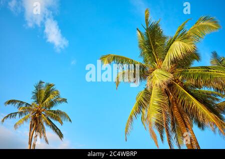 Palmiers à noix de coco contre le ciel bleu. Banque D'Images