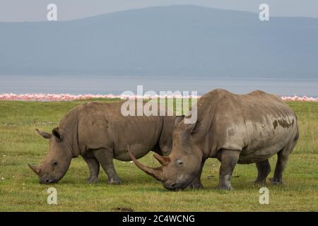 Mère avec une grosse corne et un jeune rhinocéros qui broutage dans le lac Nakuru au Kenya Banque D'Images