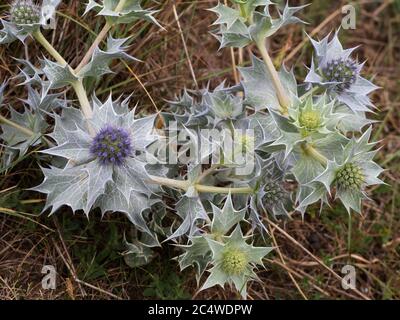 Holly de mer aka Eryngo plante en fleur. Eryngium maritimum. Aphrodisiaque historique. Banque D'Images