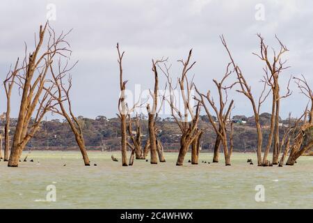 Des gommes rouges mortes emblématiques dans la rivière murray, à Cobdogla, en Australie méridionale, le 22 juin 2020 Banque D'Images