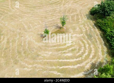 26 juin 2020, Brandebourg, Spremmberg/OT Haidemühl: L'herbe de mouwn forme des structures autour de deux petits arbres sur une prairie dans le district de Haidemühl du district administratif de Spree-Neisse. Photo: Soeren Stache/dpa-Zentralbild/ZB Banque D'Images