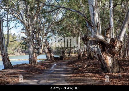 Voie d'accès et gommiers rouges le long de la rivière Murray dans le parc national de la rivière Murray Renmark Australie méridionale le 22 juin 2020 Banque D'Images