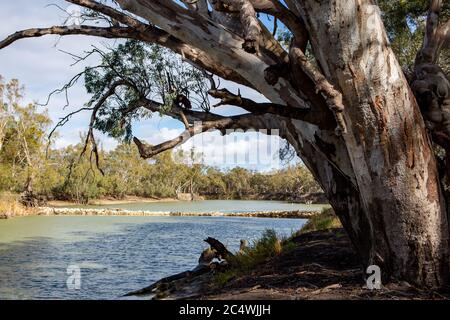 les gommiers rouges des rivières longent la rivière Murray dans le parc national de la rivière Murray Renmark Australie méridionale le 22 juin 2020 Banque D'Images