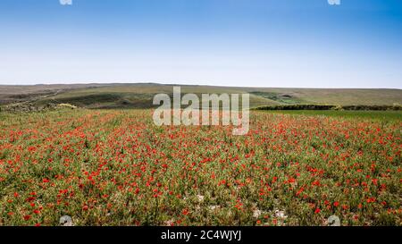 Un panorama de la vue spectaculaire d'un champ de coquelicots de papage commune rhoeas croissant dans le cadre du projet de champs arables sur Pentire point West in Banque D'Images