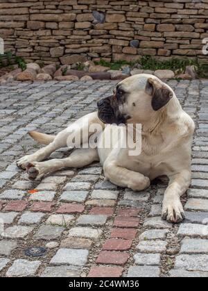 Portrait d'un chien de Cane Corso allongé sur les pavés. Banque D'Images