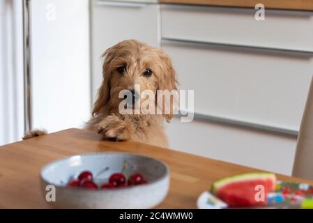 Burg, Allemagne. 18 juin 2020. Un mini-Goldendoodle regarde sur le bord de la table. Credit: Stephan Schulz/dpa-Zentralbild/ZB/dpa/Alay Live News Banque D'Images