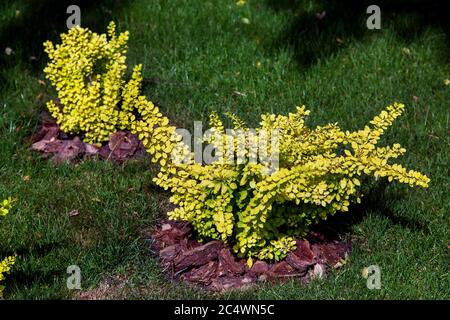 Un arbuste avec de longues brindilles de couleur jaune est planté dans le jardin avec paillage avec écorce d'arbre sur une pelouse verte par une belle journée d'été. Banque D'Images