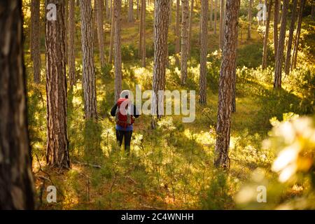 Un randonneur marche dans une forêt d'automne jaune pin. Backpacker bénéficie d'un paysage d'automne doré. Banque D'Images