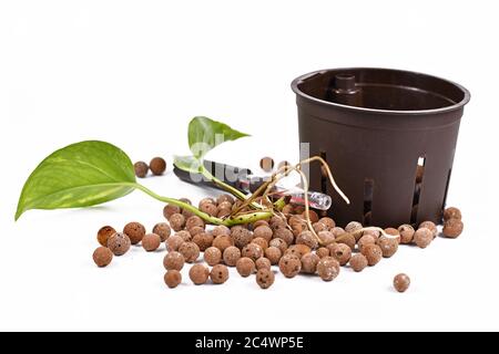 Outils pour maintenir les plantes de maison dans le système hydroponique passif sans sol avec indicateur de niveau d'eau, granulés d'argile expansée, coupe de plantes enracinées Banque D'Images