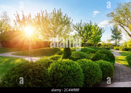 Générique vert frais rond buissons buissons mural avec chaud soleil d'été sur fond au jardin anglais ornemental à la cour. Début de l'automne Banque D'Images