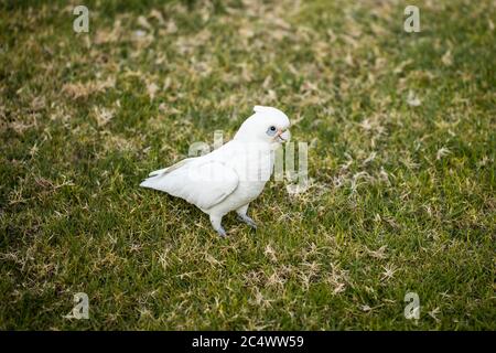 Perroquet australien à bec court (Cacatua sanguinea) debout sur l'herbe Banque D'Images