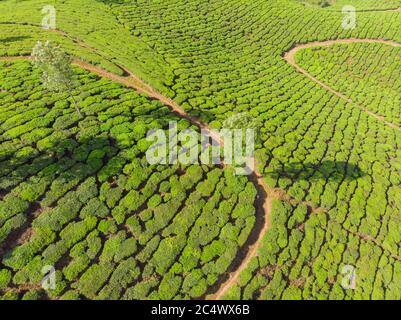 Vue aérienne des plantations de thé près de la ville de Munar. Inde. Banque D'Images