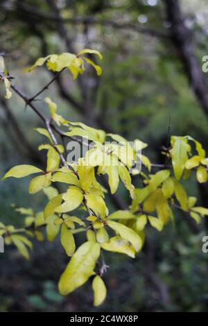 Forêt d'automne avec des feuilles jaunes orange rouge et vertes Banque D'Images