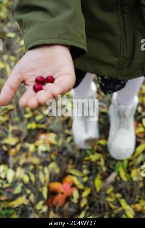 Fille tenant des feuilles d'automne dans les mains par temps ensoleillé Banque D'Images