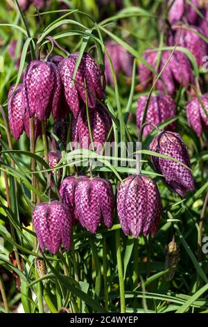 Fritilaria meleagris communément appelé fritillary de tête de serpent une plante bulbe à fleurs de printemps commune Banque D'Images
