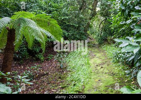 Sentier de moussy, Trewidden Garden, Penzance, Cornwall, Royaume-Uni Banque D'Images