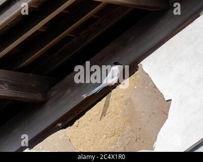 Un magpie japonais à ailes d'azur, Cyanopica cyanus, perche à l'extérieur d'un vieux mur dans l'ouest de Yokohama, au Japon. Banque D'Images