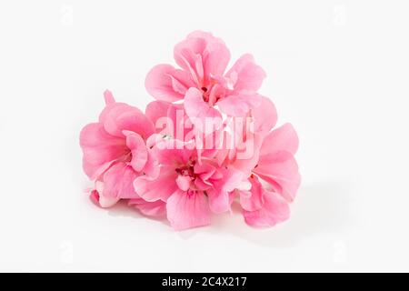 Fleur de géranium rose isolée sur fond blanc Banque D'Images