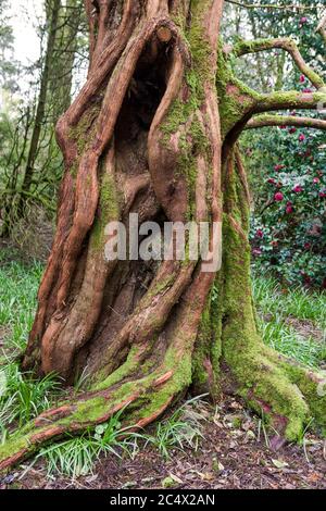 Écorce de tronc d'if anglais cannelé et contrefort (taxus baccata) recouvert de mousse verte et mouillé sous la pluie, Trewidden Garden, Penzance, Cornouailles, Royaume-Uni Banque D'Images