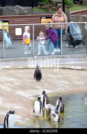 Les membres du public regardent les pingouins du zoo d'Édimbourg, qui rouvre aujourd'hui dans le cadre du plan progressif de l'Écosse visant à se retirer du blocage de la pandémie du coronavirus. Banque D'Images