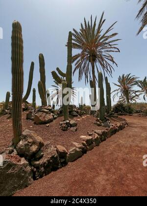 Cactus dans le dessert sous le soleil sur fond bleu ciel. Banque D'Images