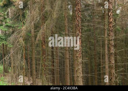 Arbres morts, troncs morts d'épinette, dégâts forestiers dus à la sécheresse et à l'attaque du dendroctone du pin, pays aigre, Rhénanie-du-Nord-Westphalie, Allemagne. Banque D'Images