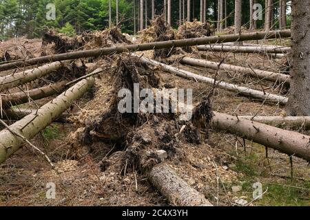 Arbres tombés, pousses déracinées après de forts vents, dommages causés par la tempête à côté d'une zone coupée claire en raison du dépérissement de la forêt après l'attaque du coléoptère de l'écorce, North RHI Banque D'Images