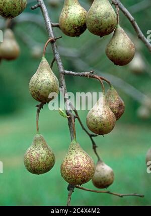 Tache foliaire de Fabraea (Diplocarpon mespili) taches sévères causées par une maladie fongique aux fruits de poire sur l'arbre, Floride, États-Unis Banque D'Images