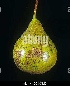 Tache foliaire de Fabraea (Diplocarpon mespili) taches sévères causées par une maladie fongique aux fruits de poire, Floride, États-Unis Banque D'Images