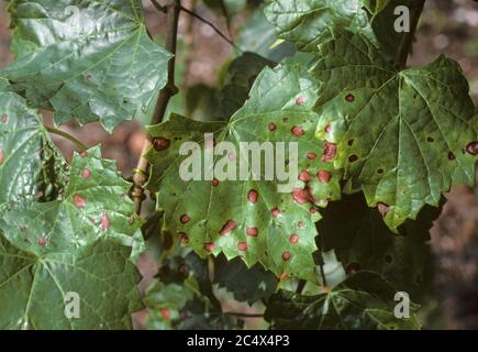 Lésions de taches foliaires de la pourriture noire (Guignardia bidwellii F. muscadinii) sur la vigne muscadine, Floride, États-Unis, mai Banque D'Images