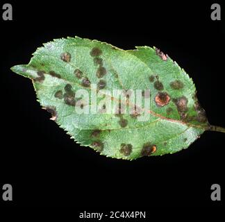 Taches d'infection de la gale de la pomme (Venturia inaequalis) germées à partir d'une douche de spores sur une feuille de pomme, New York, Etats-Unis, Banque D'Images