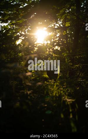 Lorsque le soleil se couche derrière les arbres, les rayons de lumière se brisent Banque D'Images