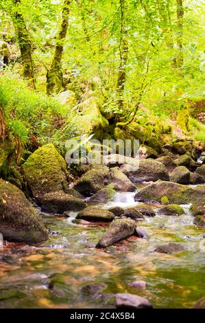 Réserve naturelle de Kennall Vale, Cornwall, Royaume-Uni Banque D'Images