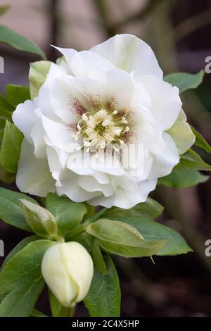 Helleborus orientalis en blanc Double Ellen White macro Banque D'Images