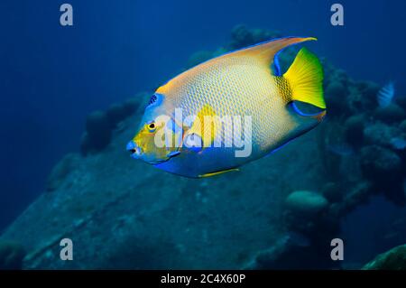 Lit Queen angelfish (Holocanthus ciliaris). Bonaire, Antilles néerlandaises, Amérique, Océan Atlantique. Banque D'Images