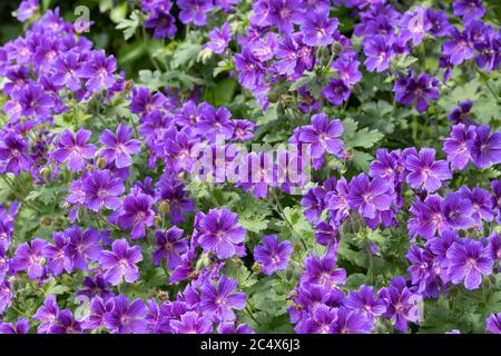 cranesbill en géranium violet Banque D'Images