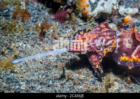 La Seiche flamboyante du Pfeffer [Metasepia pfefferi] en mode de chasse. Détroit de Lembeh, au nord de Sulawesi, Indonésie. Banque D'Images