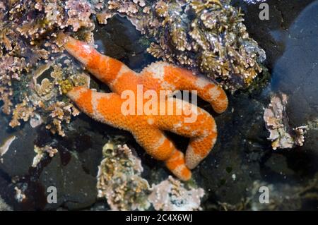 La star du sang (Henricia sanguinolenta) dans le tidepool à marée basse. Tongue point, Washington, États-Unis. Banque D'Images